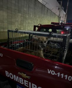Corpo de Bombeiros Captura Lobo-Guará no Aeroporto de São José dos Campos