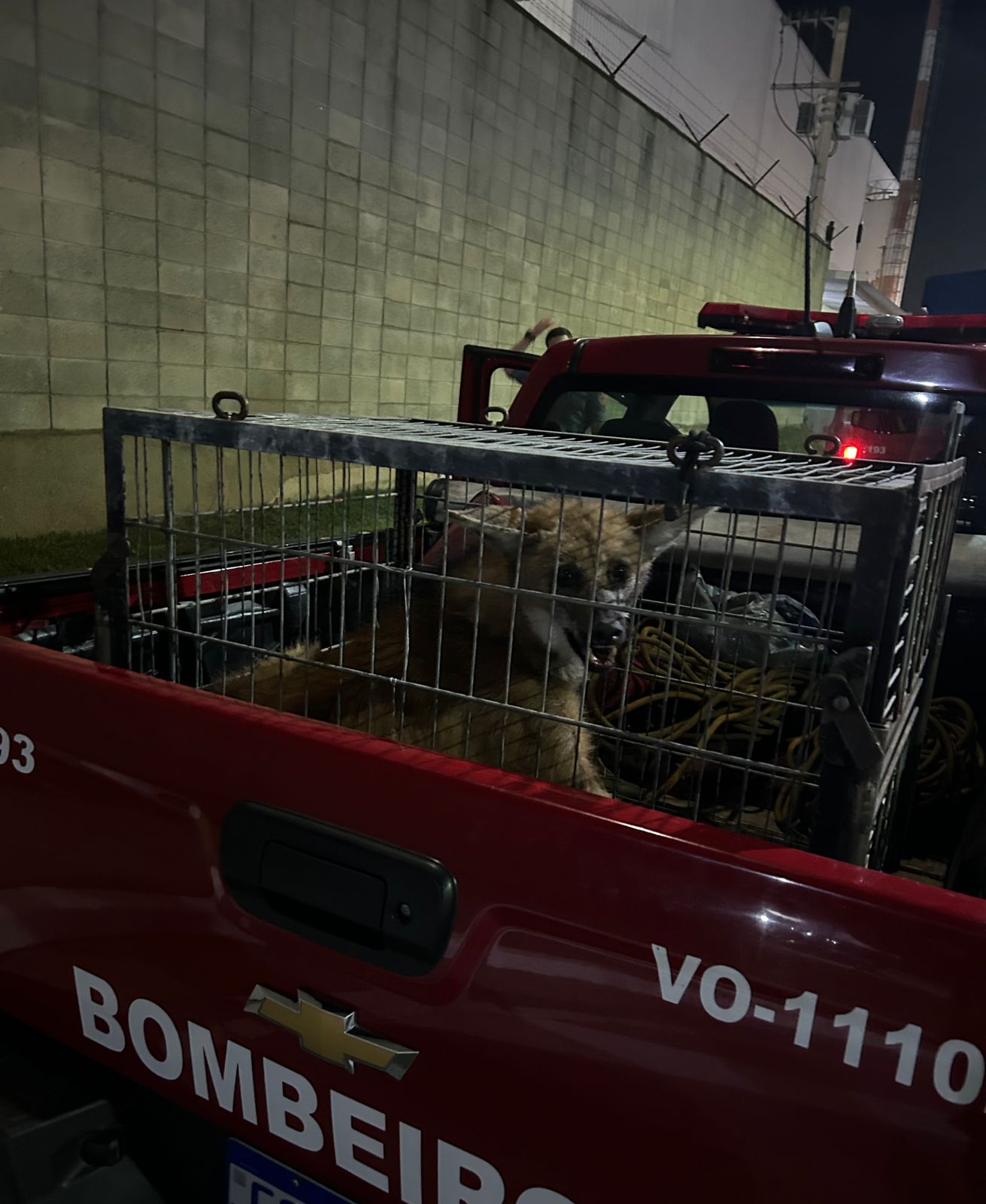 Corpo de Bombeiros Captura Lobo-Guará no Aeroporto de São José dos Campos