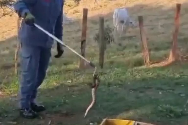 Cobra cascavel é encontrada em praça da zona sul de São José dos Campos