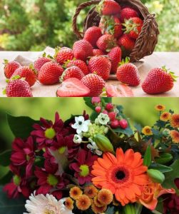 São José recebe festival das Flores e Morango na semana do aniversário da cidade