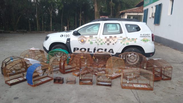 Polícia Ambiental resgata 24 aves em cativeiro em São José