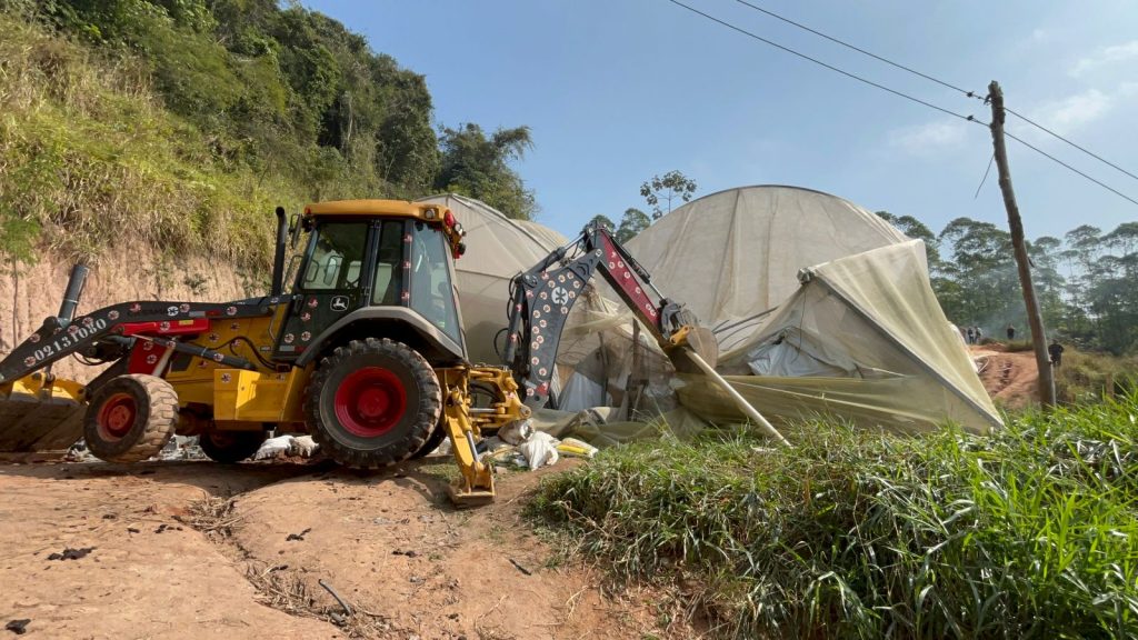 Polícia destrói plantação com 28 mil pés de maconha em Jacareí