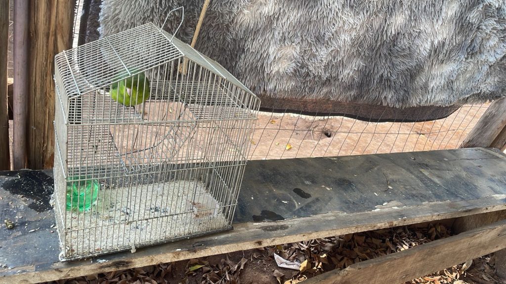 Em São José, homem é autuado por maus-tratos a duas aves 