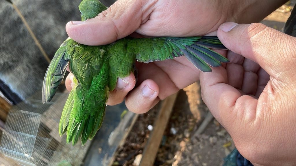 Em São José, homem é autuado por maus-tratos a duas aves