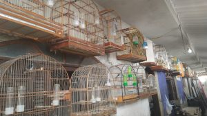 PM Ambiental resgata aves nativas de cativeiro em Jacareí