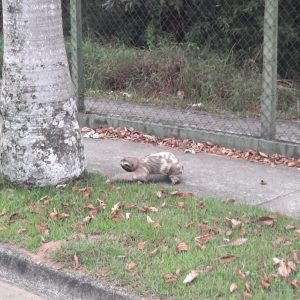 Bicho-preguiça é flagrado atravessando avenida no Urbanova