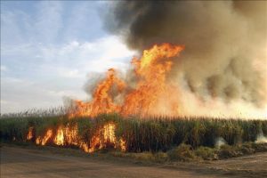 Empresa multada por incêndio em Área de Preservação Permanente