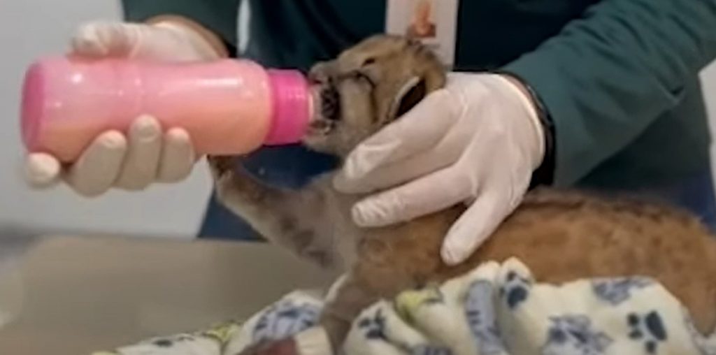 Filhote de onça-parda resgatado após incêndio no interior de SP