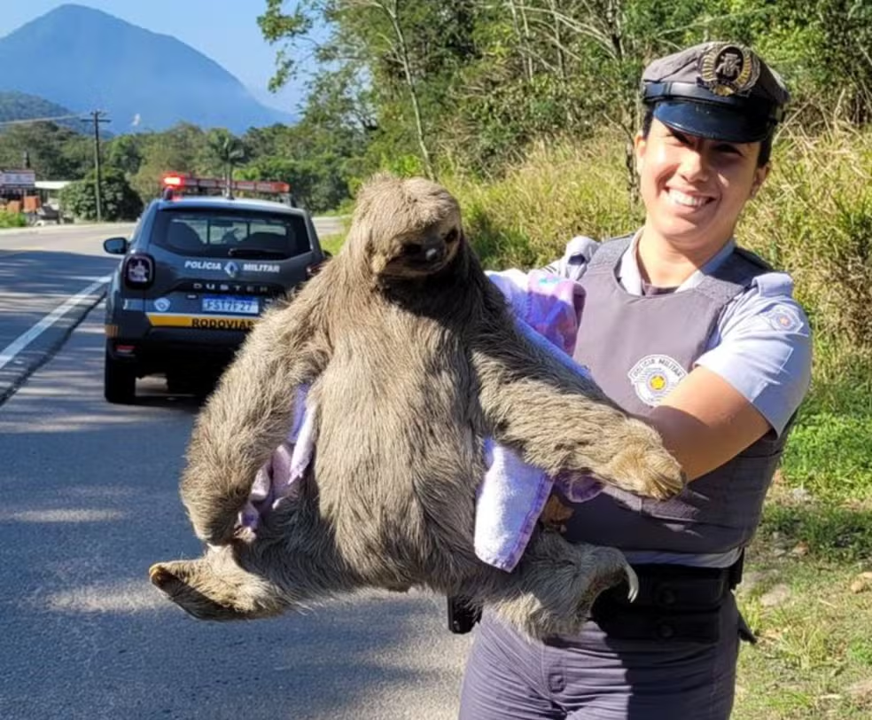 Polícia resgata bicho-preguiça na Rio-Santos em Ubatuba