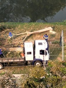 Prefeitura realiza supressão de árvores invasoras na Eduardo Cury