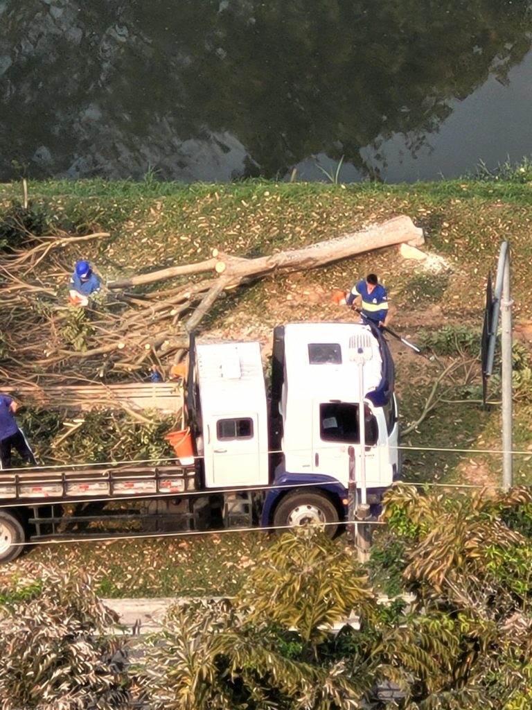 Prefeitura realiza supressão de árvores invasoras na Eduardo Cury