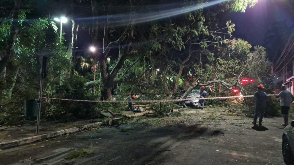 Queda de árvore atinge 3 veículos na zona leste de São José