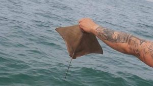 Raia ticonha é solta após captura em rede de pesca ilegal em Caraguá