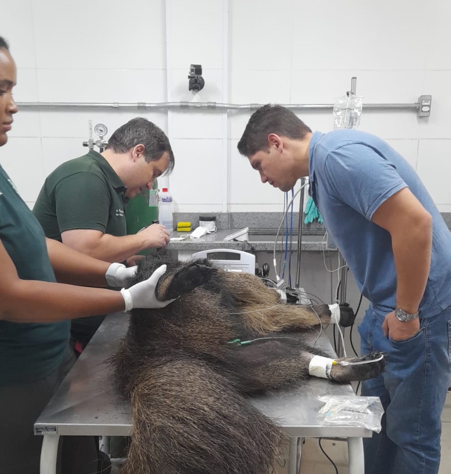 SP monta rede de resgate para animais vítimas de incêndios