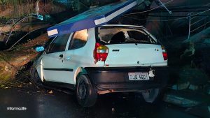 Enorme árvore cai na avenida Anchieta em São José dos Campos