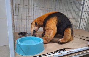 Animais vítimas de incêndios florestais começam a retornar à natureza