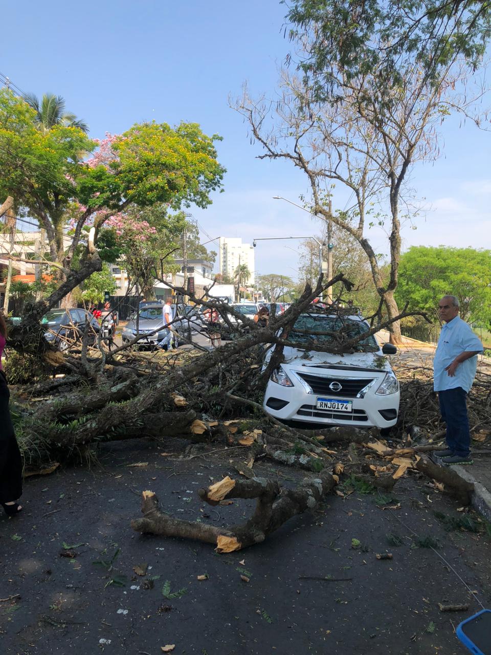 Árvore cai na Avenida Anchieta e interdita trânsito 