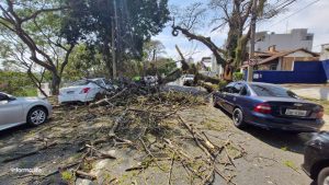 Árvore cai na Avenida Anchieta e interdita trânsito