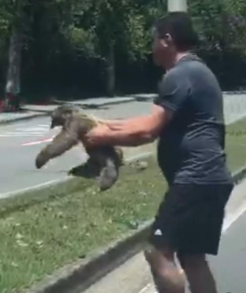 Zona Oeste e seus animais: Bicho-preguiça é flagrado no Urbanova