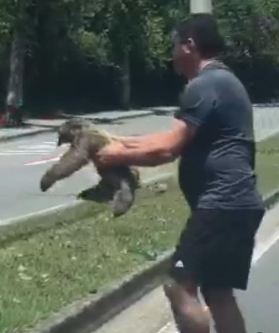 Zona Oeste e seus animais: Bicho-preguiça é flagrado no Urbanova 