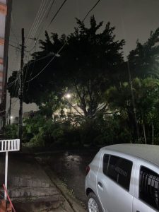 Tempestade derruba árvores em São José dos Campos