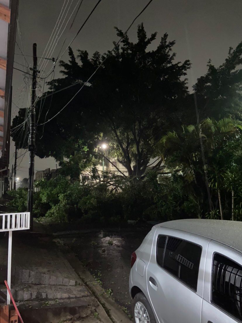 Tempestade derruba árvores em São José dos Campos 