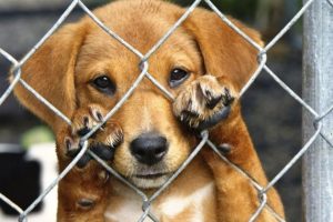 Jacareí realiza vacinação antirrábica gratuita para cães e gatos