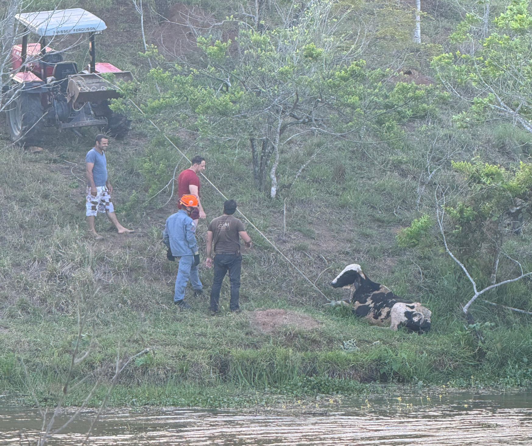 Resgate animal na 'selva' do Urbanova: vaca atolada é salva pelos Bombeiros