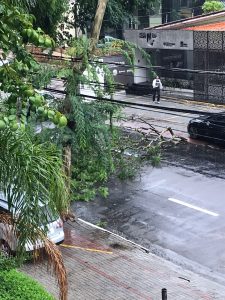 Galho enorme cai na avenida São João e interdita trânsito