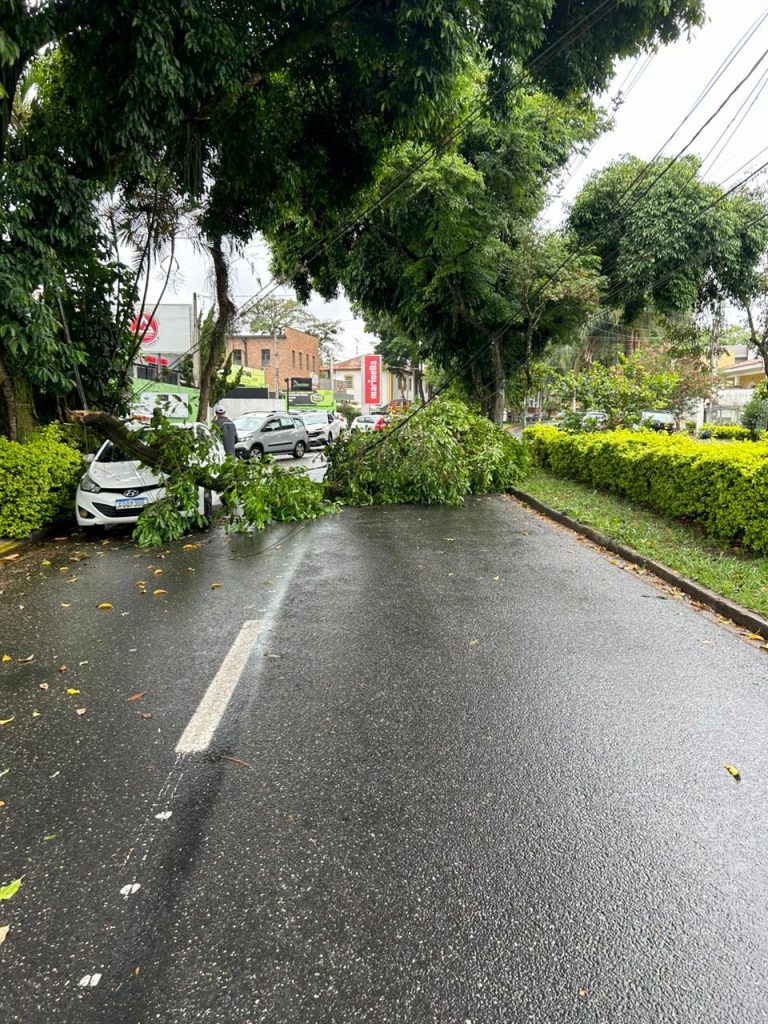 Galho de árvore cai e interdita avenida no Esplanada