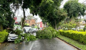 Galho de árvore cai e interdita avenida no Esplanada