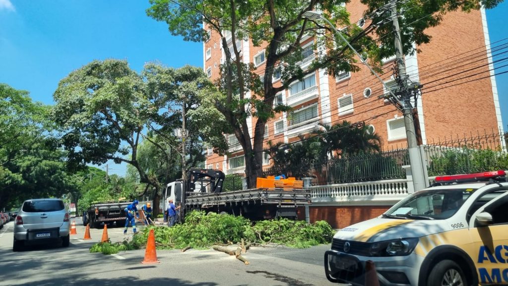 Após denúncia, prefeitura corta árvore em risco na avenida São João