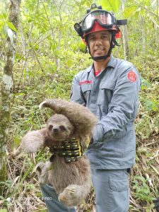 Bicho-preguiça é resgatado pelo Corpo de Bombeiros em Caraguatatuba