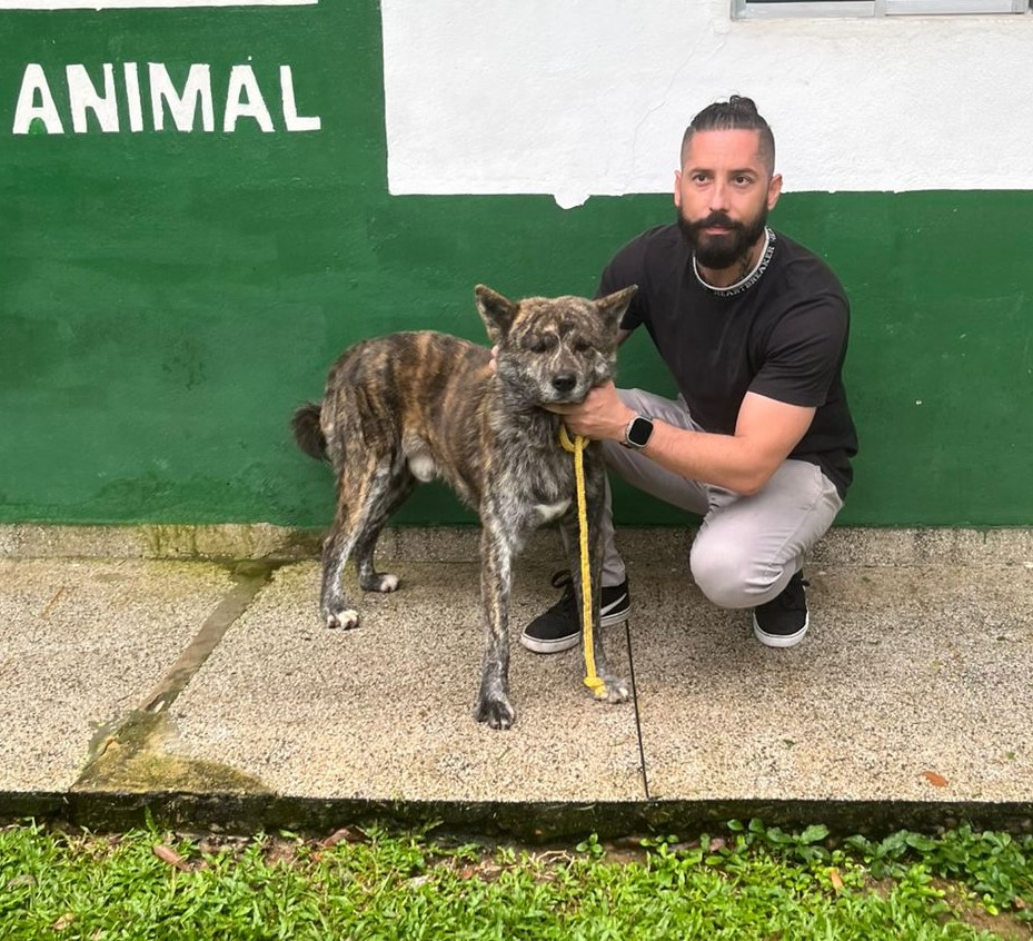 Cachorro é resgatado na Dutra, acolhido e entregue ao tutor