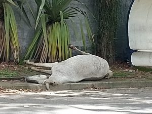 Cavalo atropelado na SP50 morre por falta de socorro em São José