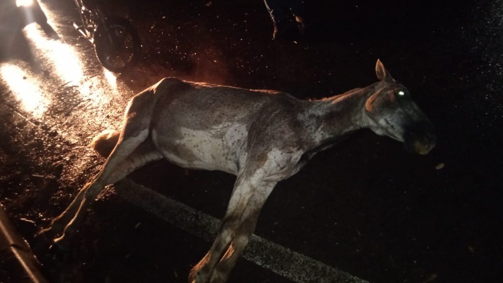 Cavalo atropelado na SP50, zona norte de São José, foi encontrado vivo e aguarda resgate. Motorista fugiu do local