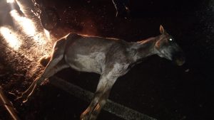 Cavalo atropelado na SP50, zona norte de São José, foi encontrado vivo e aguarda resgate. Motorista fugiu do local