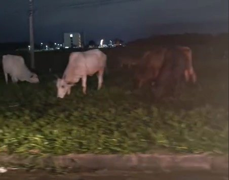 Gado na Via Dutra complica trânsito no sentido RJ em São José