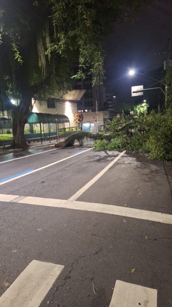 Galho caiu na avenida José Longo em São José