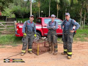 Jacaré de 40 kg é capturado em Monteiro Lobato pelos Bombeiros