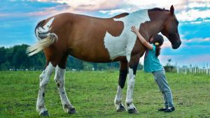 São José dos Campos incentiva adoção de animais de grande porte