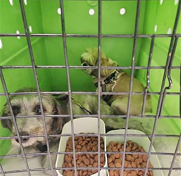 Cachorros resgatados na Dutra em Pindamonhangaba são devolvidos ao tutor