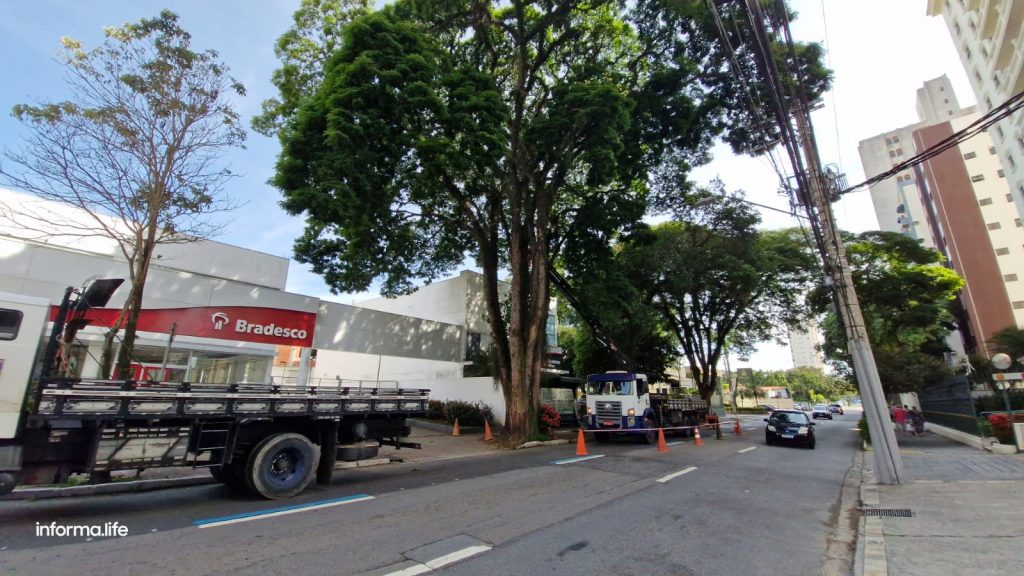 Prefeitura inicia remoção de sibipiruna na Avenida São João por risco de queda