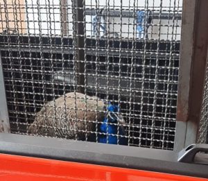 Pavão é resgatado pelo Corpo de Bombeiros de Caraguatatuba