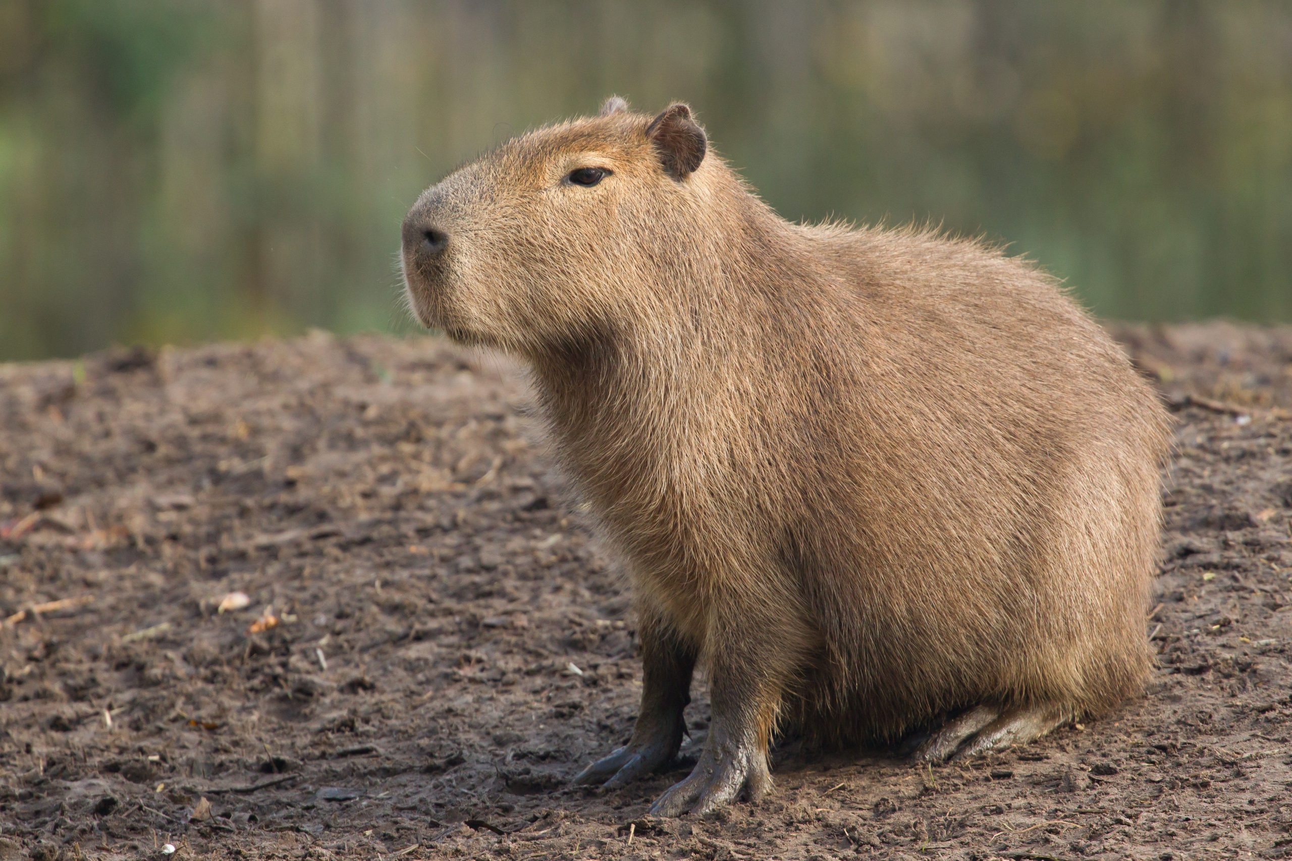 Bombeiros resgatam capivara em risco em São José