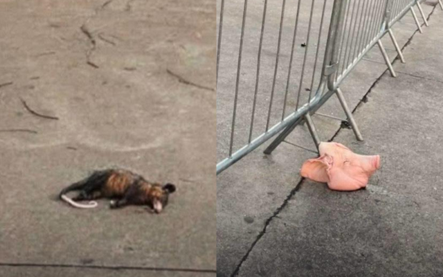 Dérbi Paulista: torcedores do Corinthians e Palmeiras trocam provocações com animais mortos em frente ao estádio