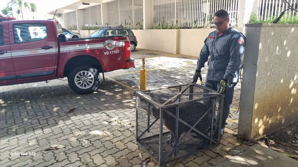 Capivara resgatada no Aquarius por Bombeiros em São José dos Campos