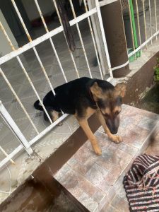 Resgate de cachorro preso em grade mobiliza bombeiros em Caraguatatuba