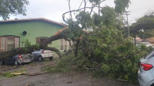 Tempestade em São José derruba árvores e causa transtornos
