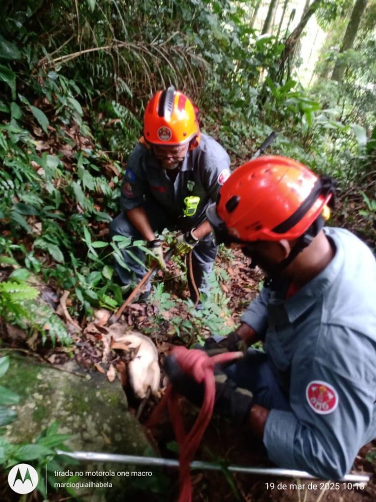 Paca ferida e presa em vala é resgatada pelos Bombeiros em trilha de Ilhabela